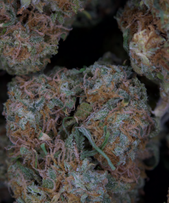 Buy Black Domina Online