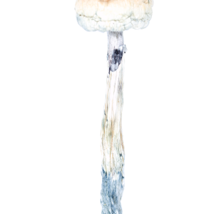 Buy Trinity Mushroom Online