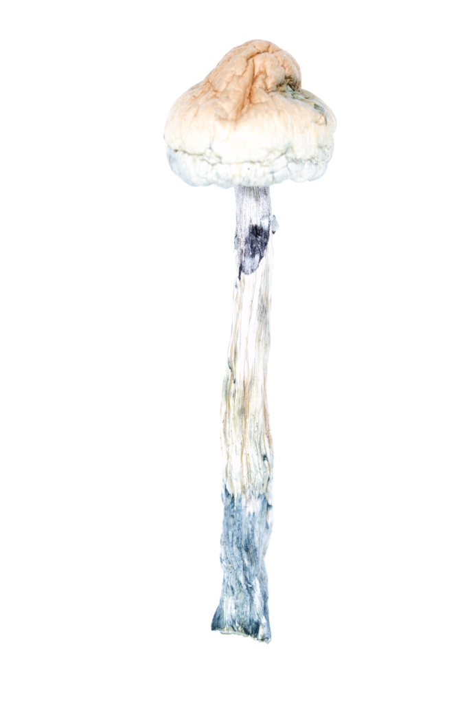 Buy Trinity Mushroom Online