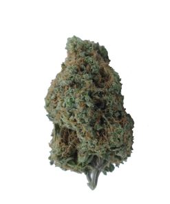 buy stardawg online