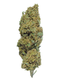 Buy Northern Haze Online