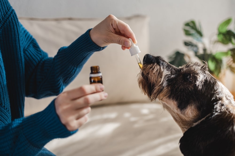 CBD Tinctures for Dogs