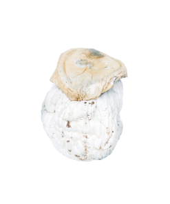 Buy Silver Surfer Mushroom Online