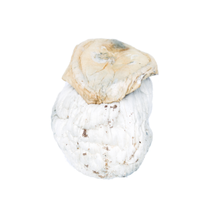 Buy Silver Surfer Mushroom Online