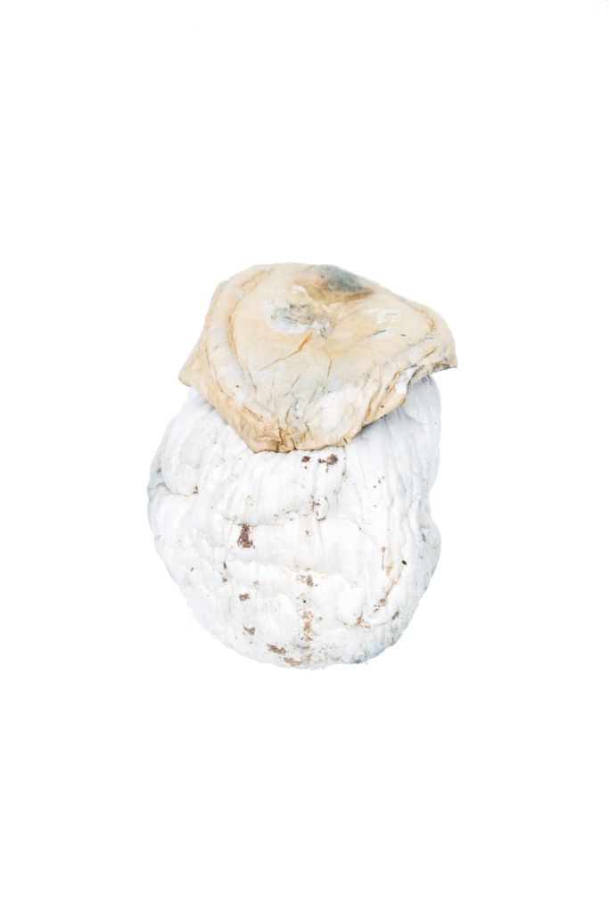 Buy Silver Surfer Mushroom Online