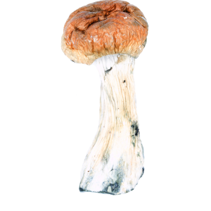 Buy M 100 Mushroom Online