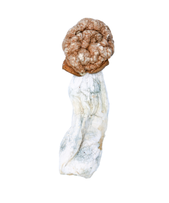 Buy Melmac Mushroom Online