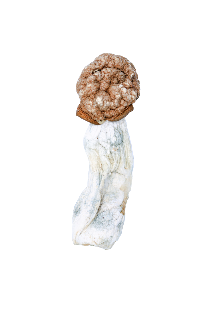 Buy Melmac Mushroom Online