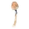 Buy Penis Envy Mushroom Online