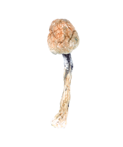 Buy Penis Envy Mushroom Online