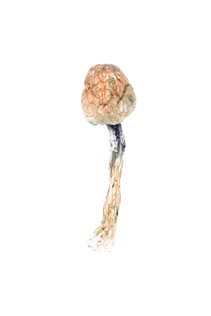 Buy Penis Envy Mushroom Online