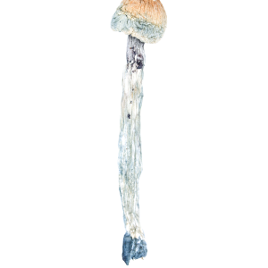 Buy Blue Meanies Mushroom Online