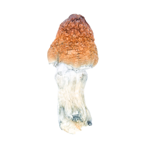 Buy Blue Pulaski Mushroom Online