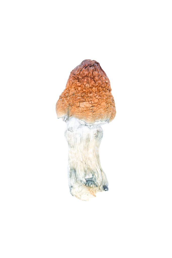 Buy Blue Pulaski Mushroom Online