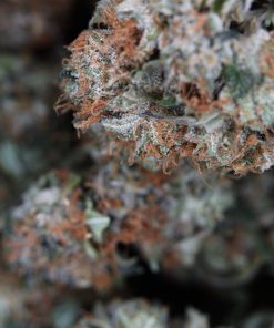 Buy Pre-98 Bubba Kush Online