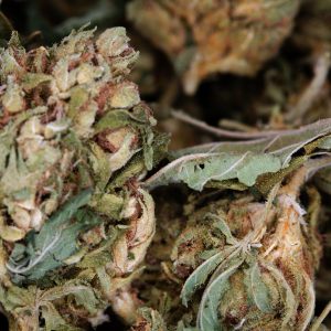 Buy Green Crack Herer Online