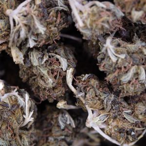 Buy Purple Kush Online