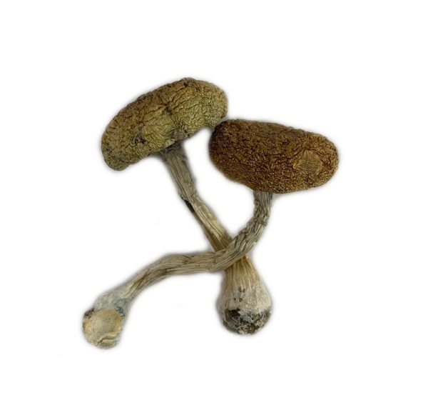 Mexican Cubensis