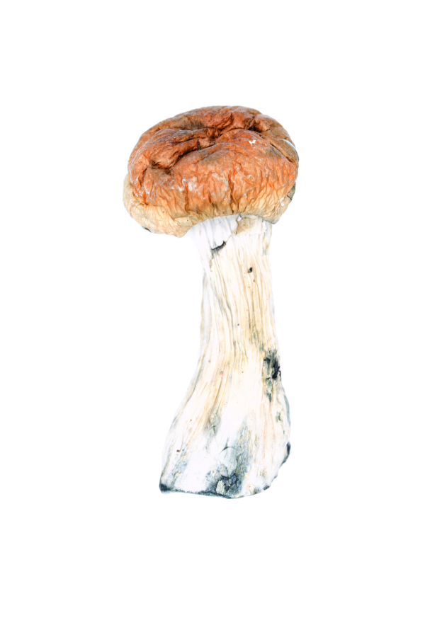 M-100 Mushroom